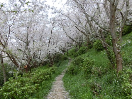 赤穂東御崎公園_桜_3