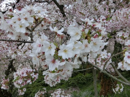 赤穂東御崎公園_桜_4